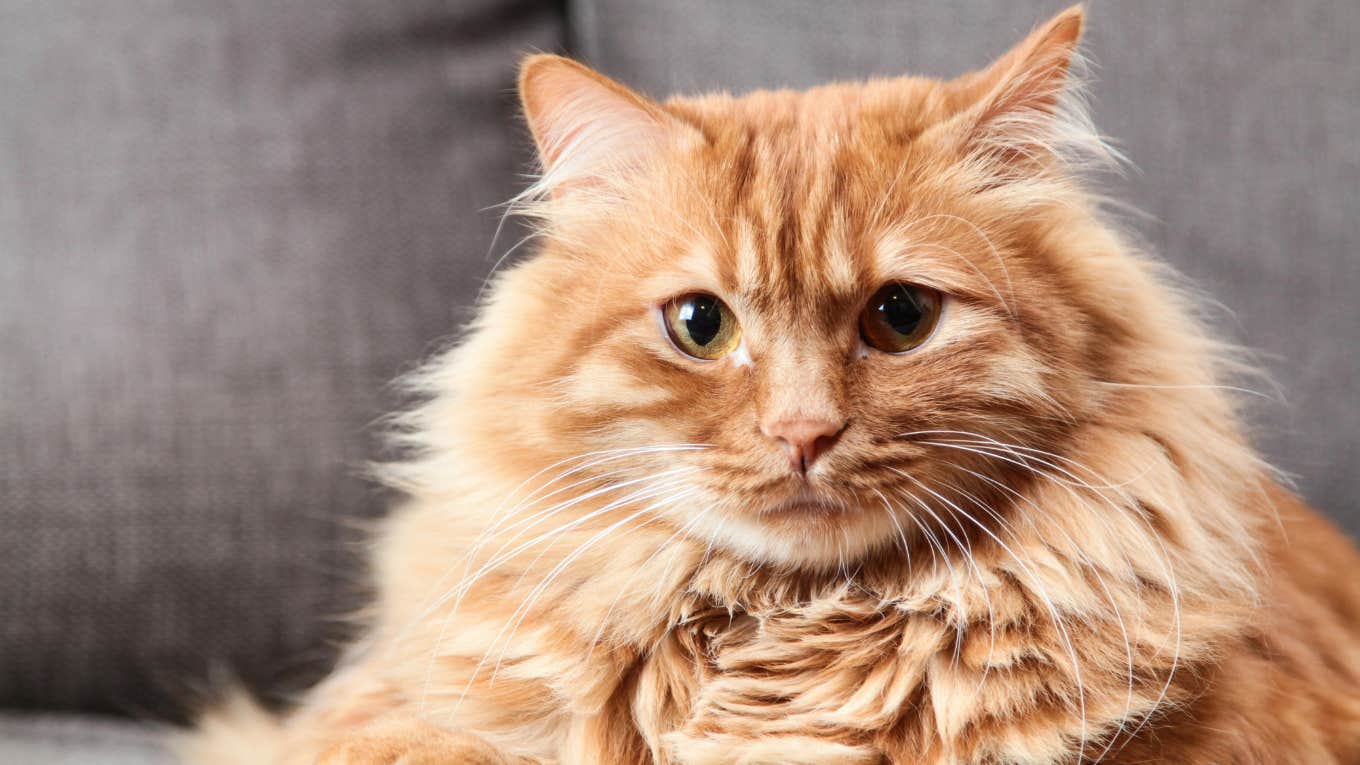 5 Methods A Cat’s Purr Is Therapeutic On Their Human