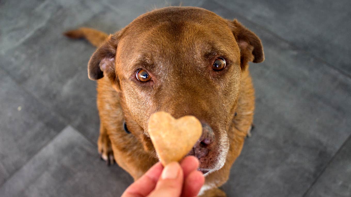 Lady Creates A Deal with Cease Canine Memorial