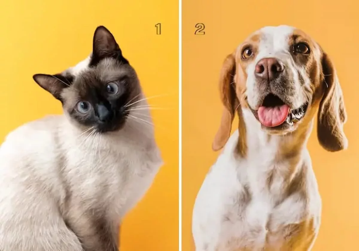 Cats or canines?  Animal picture take a look at will reveal the reality about your persona
